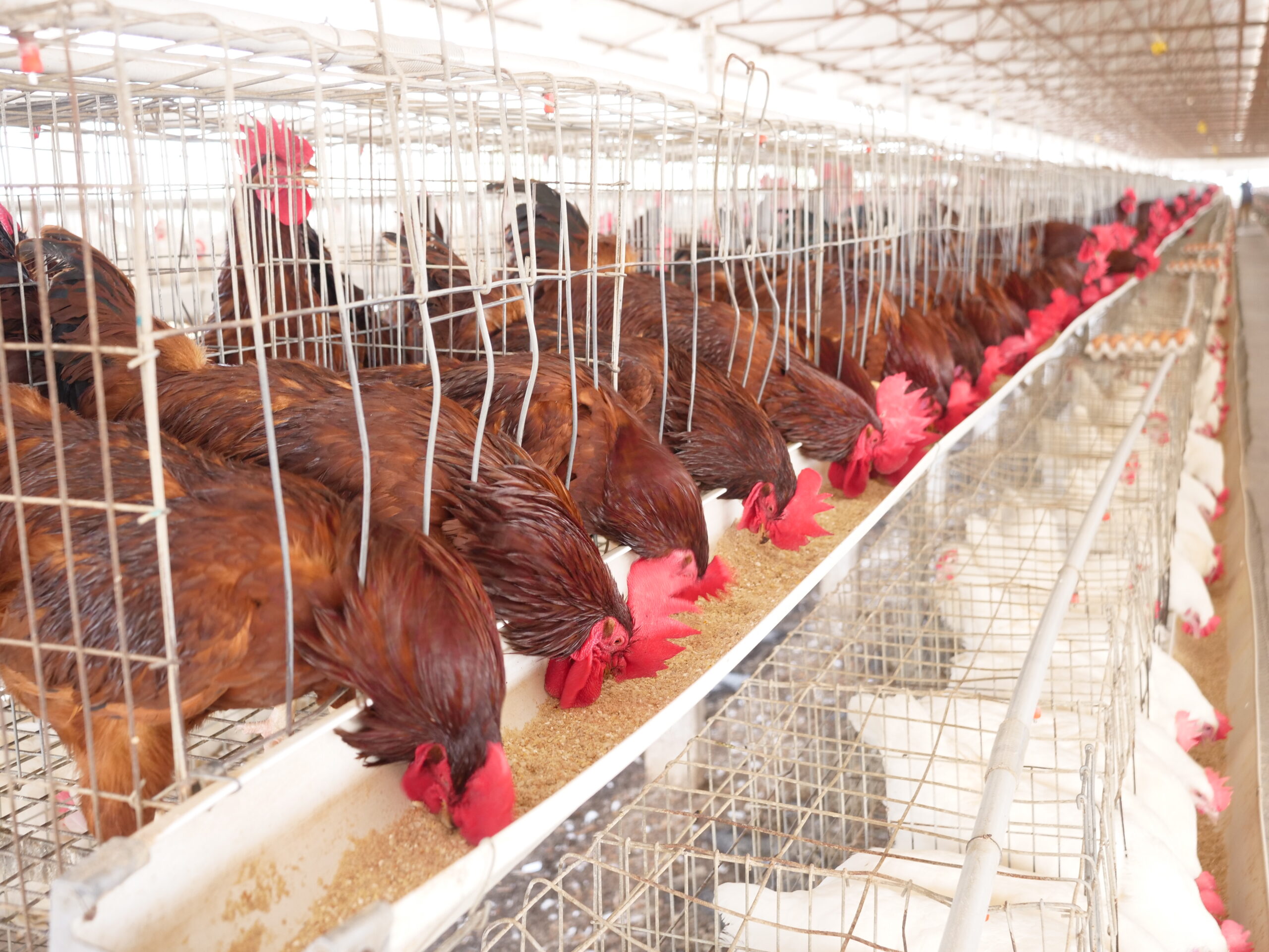 Common Poultry Diseases and How to Prevent Them