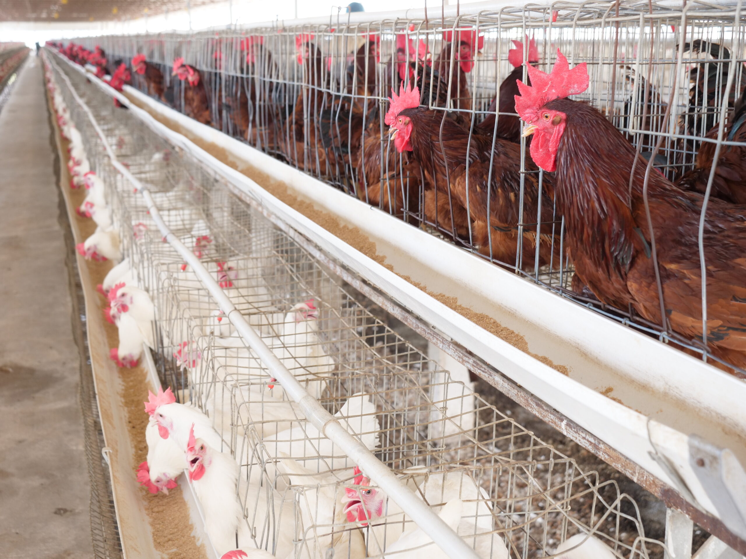 Protecting Your Poultry: Common Diseases and How to Prevent Them